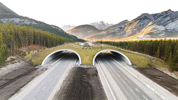 Alberta’s first wildlife crossing receives recognition
