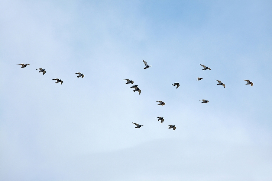Thousands of migratory songbirds are killed by colliding with glass in North American annually. Photo © BigStockPhoto/Péter Gudella