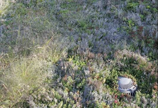 How-not-to-treat-a-vegetated-roof-(fig-10)