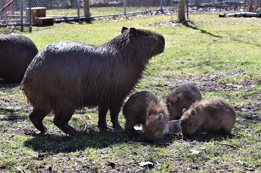 Specifying better enclosures for capybaras - Construction Canada