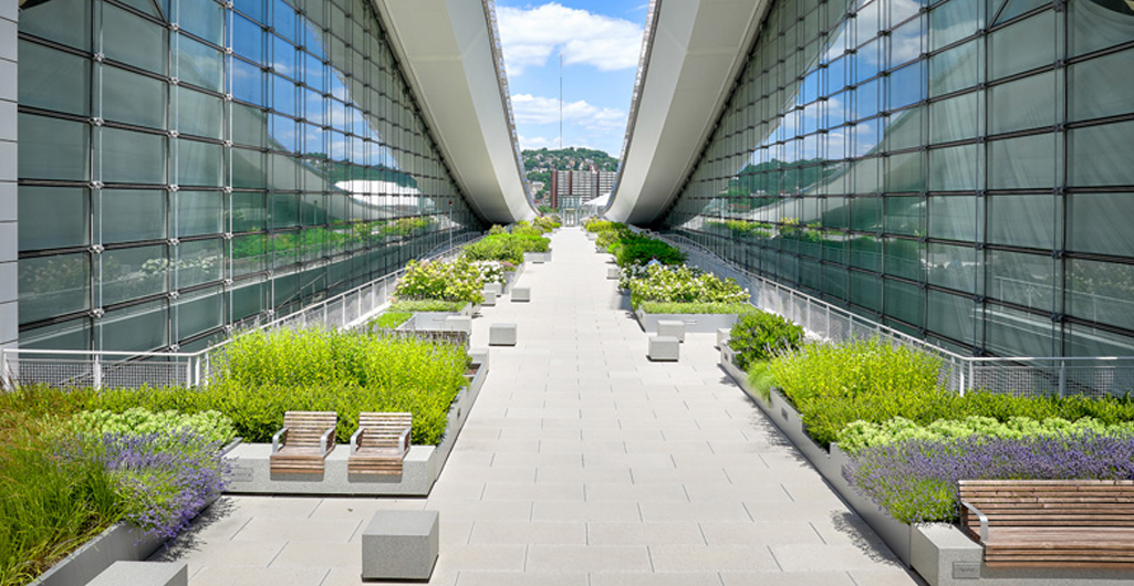 A vegetated rooftop