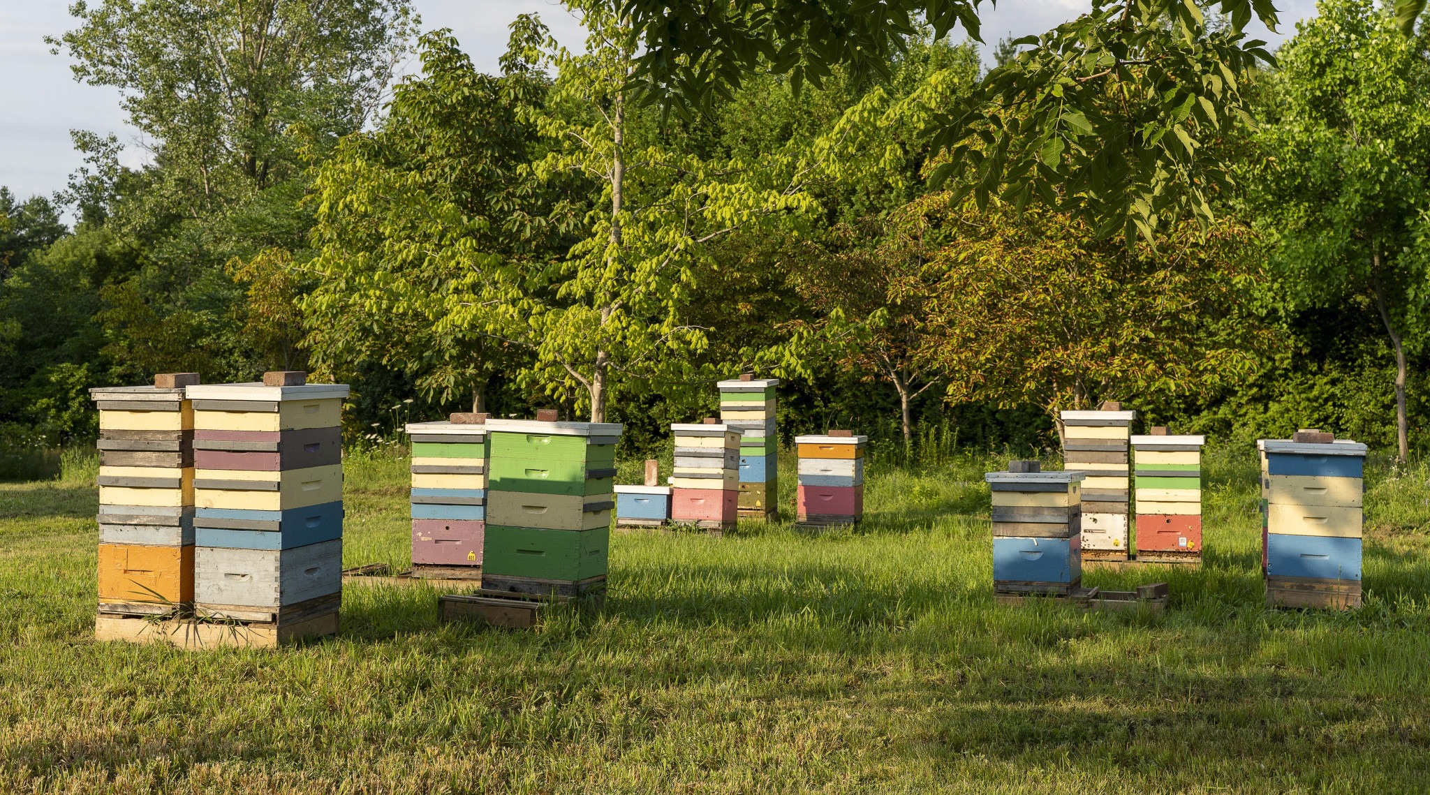 Multiple colorful beehives are arranged in a grassy field surrounded by trees on a sunny day.